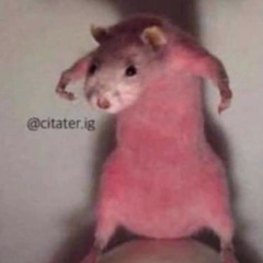 MR.HAKKE HAMSTER
