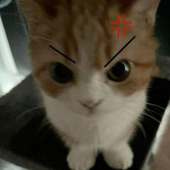 Lowitech thẩm nhạc 🥐