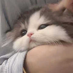 NEKO