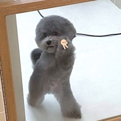 힘있는자만이살아남지