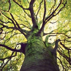 The Trance Tree