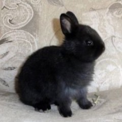 b1ind bunny