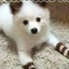 U^ｪ^U -☆