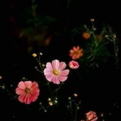 Yasmeen Zhour