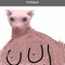gay_bacon_