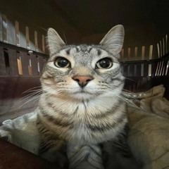 Bokile