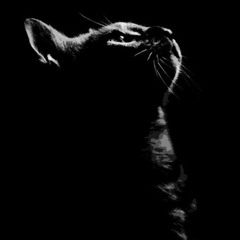 🐈‍⬛🖤