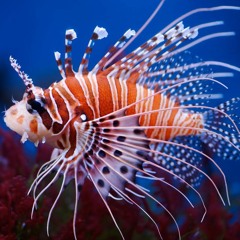 LyricalLionfish