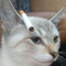 fanat1ch