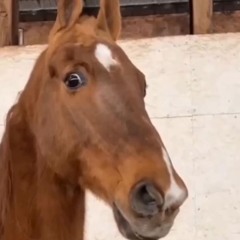 churchhorse