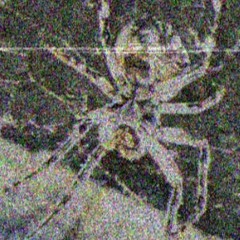 ARACKNID