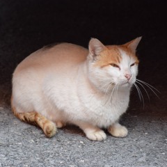 catinca