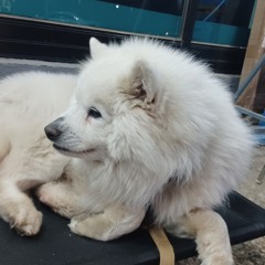 모예모예뀽