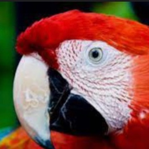 Lil Parrot’s avatar