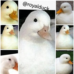 Royalduck
