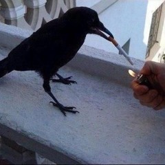 Jay