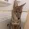 coyote