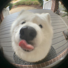 sayxojj