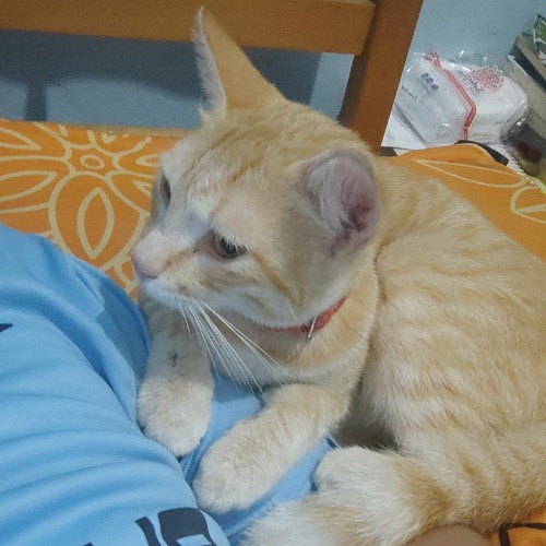 Andra And The Backbone Hitamku Mp3 By Veri