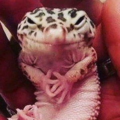 Gecko