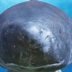 GLshark