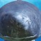 GLshark