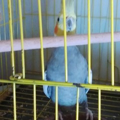 cockatiel gray