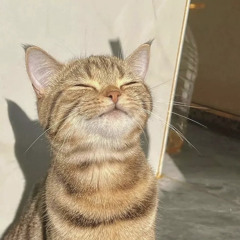 엄마얘흙먹어🐱