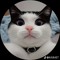 HelloKitty