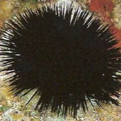 URCHIN