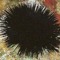 URCHIN