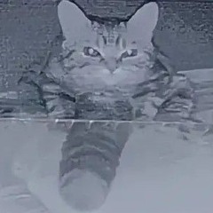 Hi_ZOV_I_Hoshimi_Miyabi.