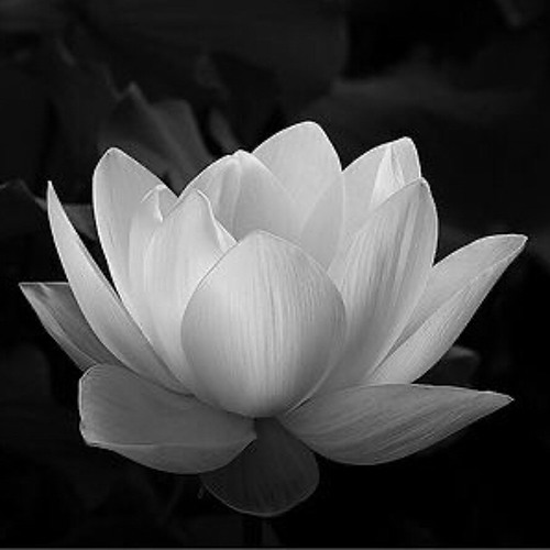 Năm tháng vội vã - sáo trúc