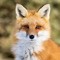 Theater fox