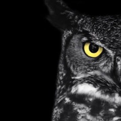Owl-X
