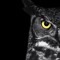 Owl-X