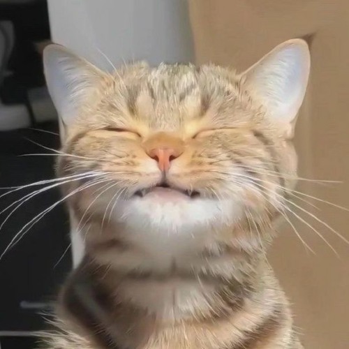 Đừng làm trái tim anh đau