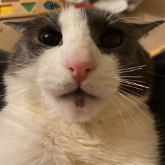 krongocat