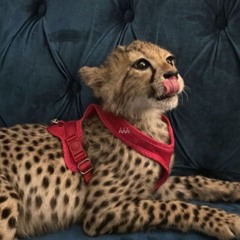 mrym🐆