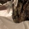 ريماس الشهراني