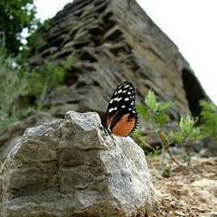 Mountain Butterfly