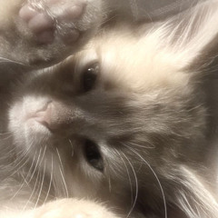 みーちゃん