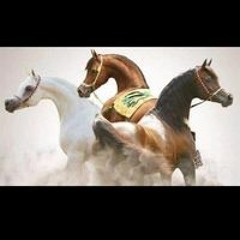 Mohamed Mahmoud Farag