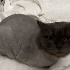 НИЖНЕВАРТОВСКCREEPER