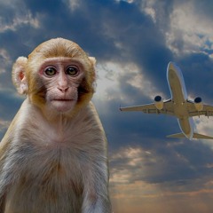 Stream Monkey and Plane music | Listen to songs, albums, playlists for free  on SoundCloud