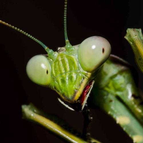Stream Praying Mantis Execution Squad music Listen to songs, albums