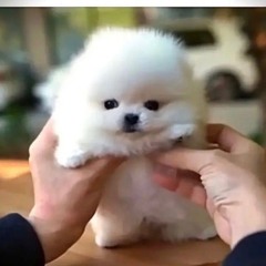 bobthechob