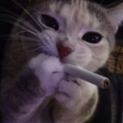 bunny <3