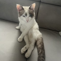 Magom7d