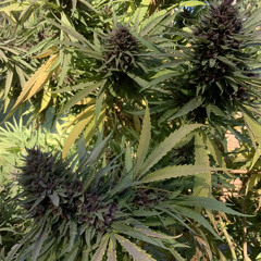 Loco motive collision